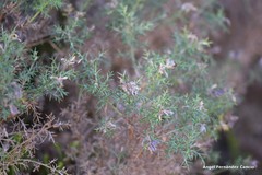 Genista hispanica