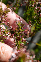 Erica rubiginosa