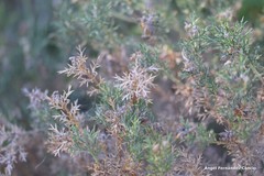 Genista hispanica