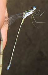 Lestes plagiatus