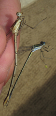 Lestes plagiatus