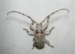 Crossotus stypticus
