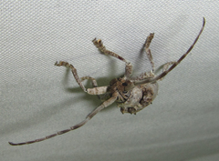 Crossotus stypticus