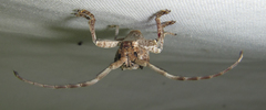 Crossotus stypticus