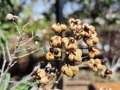 Cossinia pinnata