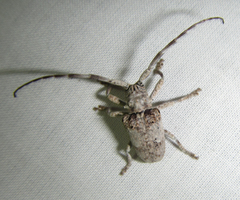 Crossotus stypticus