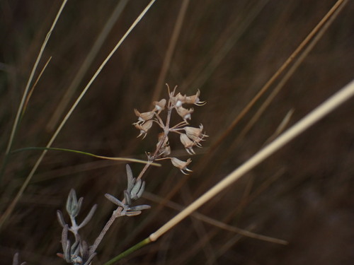 Thymus vulgaris