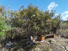 Cossinia pinnata