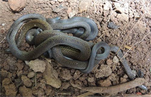 Pamplona Ground Snake