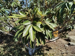 Cossinia pinnata