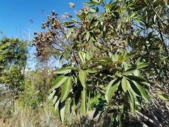 Cossinia pinnata