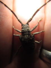Crossotus stypticus