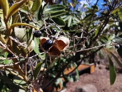 Cossinia pinnata