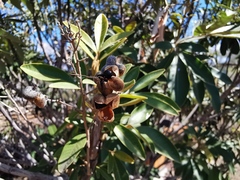Cossinia pinnata