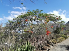 Delonix regia