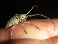Crossotus stypticus