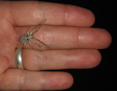 Crossotus stypticus