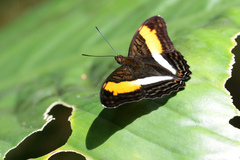 Adelpha cocala lorzae