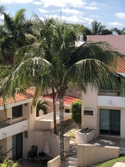 Cocoseae