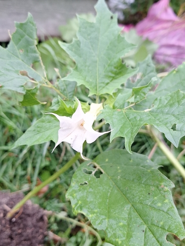 jimsonweed