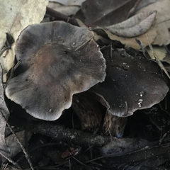 Cortinarius cisqhale