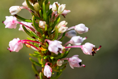 Erica rubiginosa