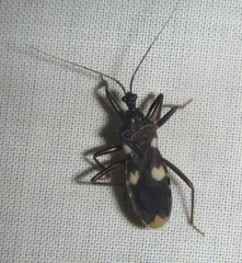 Acanthaspis obscura