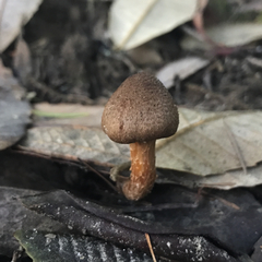 Inocybe cinnamomea