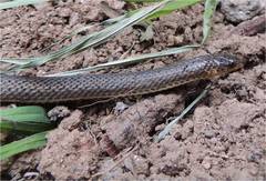 Atractus pamplonensis