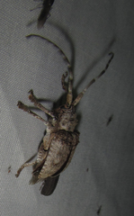 Crossotus stypticus