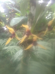 Maxillaria cucullata