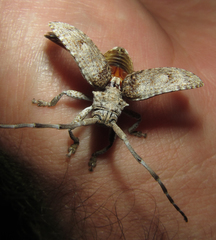 Crossotus stypticus