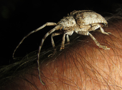 Crossotus stypticus