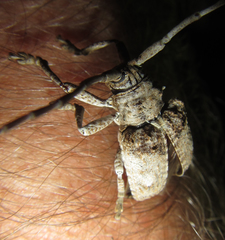 Crossotus stypticus