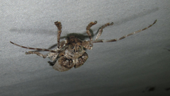 Crossotus stypticus