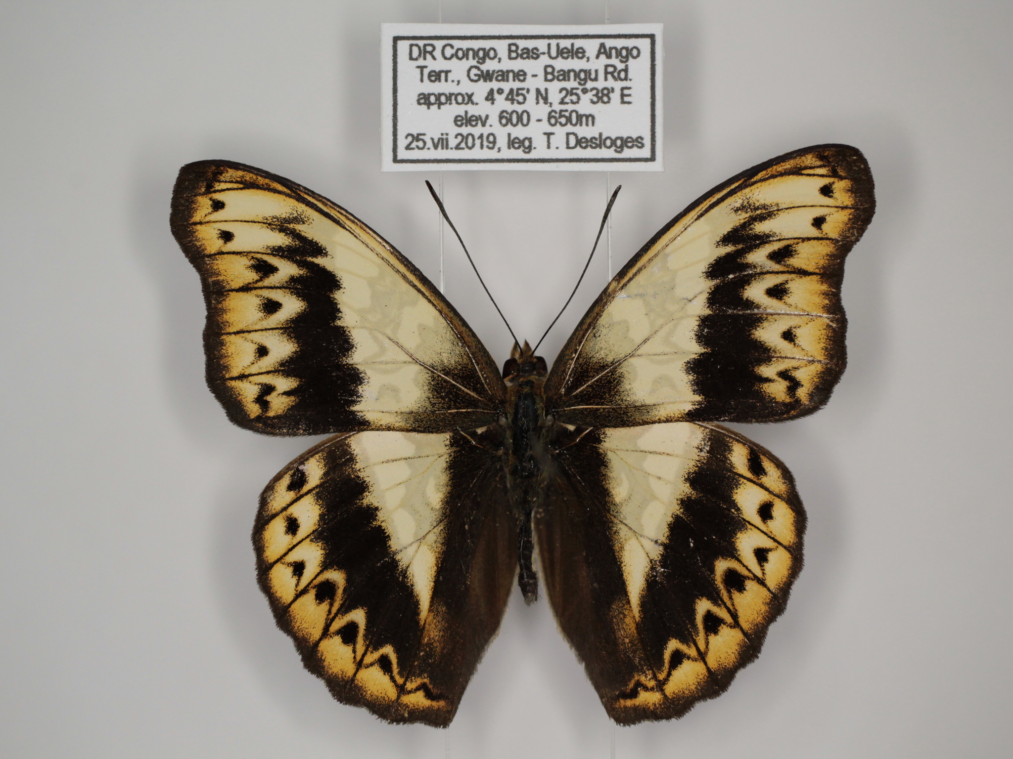 Cymothoe weymeri Suffert, 1904