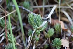 Petrosedum sediforme