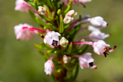 Erica rubiginosa