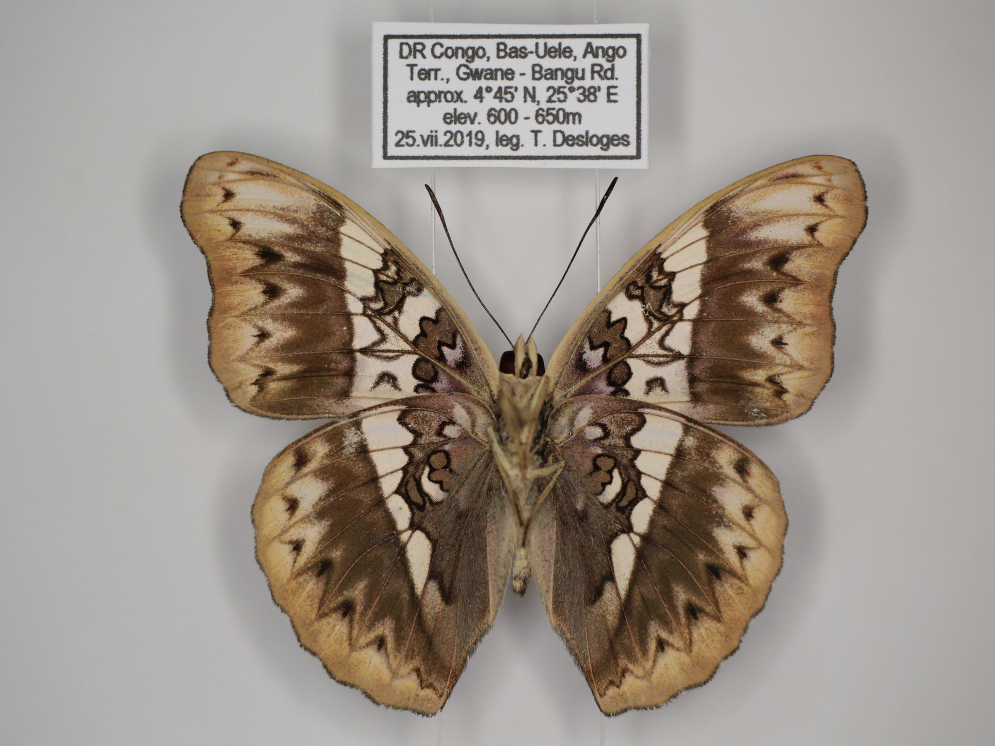 Cymothoe weymeri Suffert, 1904