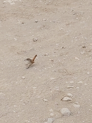 Ochetorhynchus ruficaudus