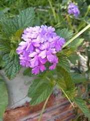 Glandularia guaranitica