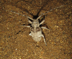 Crossotus stypticus