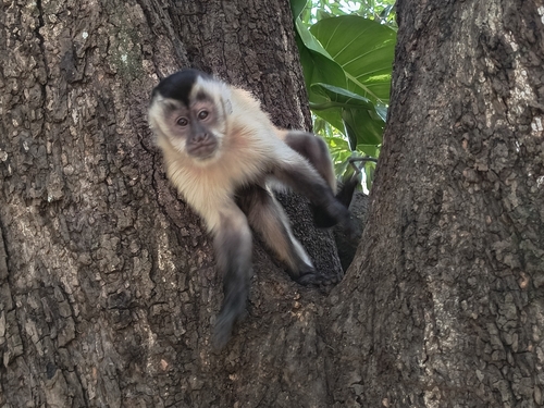 ズキンオマキザル