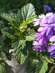 Glandularia guaranitica