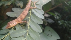 Pseudocalotes tympanistriga