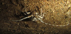 Crossotus stypticus