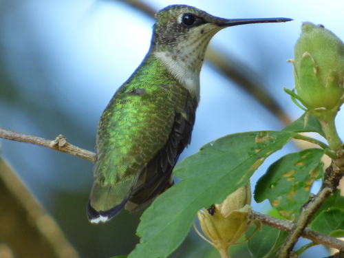 Ruby-throated Hummingbird photographed in Arkansas