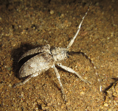 Crossotus stypticus