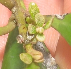 Euclea racemosa sinuata