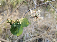 Ehretia cymosa